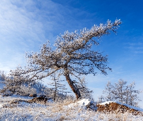 Kamienie, Trawa, Śnieg, Zima, Oszronione, Drzewa