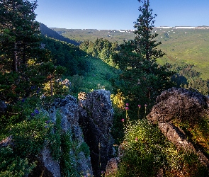Wzgórza, Sosny, Skały, Drzewa