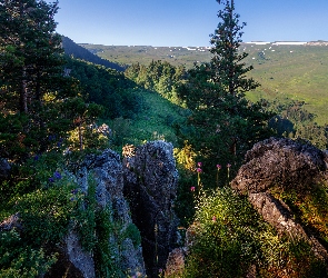 Skały, Wzgórza, Sosny, Drzewa