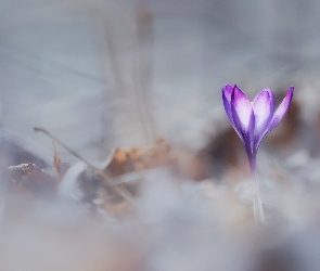 Fioletowy, Rozmyte tło, Krokus, Kwiatek