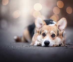 Pies, Leżący, Welsh corgi pembroke