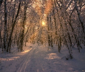 Las, Zima, Słońce, Ślady, Ośnieżone, Drzewa, Droga