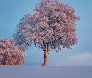 Drzewa, Zima, Śnieg, Szron, Oszronione