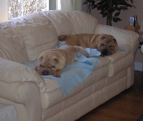 Shar Pei, sofa, skórzana, jasna, dwa