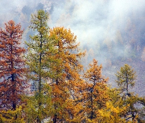 Drzewa, Mgła, Jesień, Modrzewie, Las