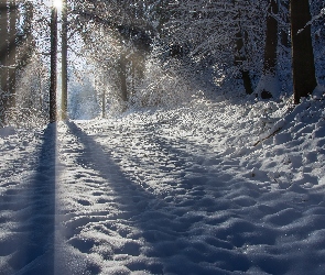 Cienie, Słoneczne, Śnieg, Zima, Drzewa, Światło