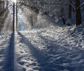 Zima, Śnieg, Cienie, Światło, Słoneczne, Drzewa