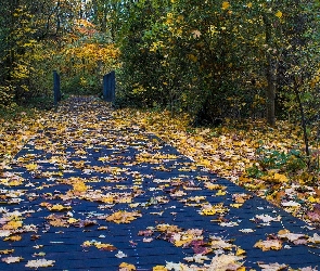 Park, Drzewa, Pomost, Jesień, Opadłe, Liście
