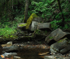 Kamienie, Drzewa, Strumień, Las