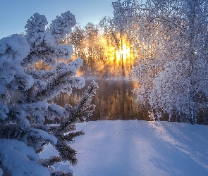 Zima, Śnieg, Drzewa, Rzeka, Ośnieżone, Promienie słońca