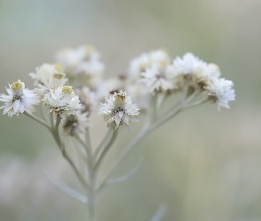 Anafalis perłowy, Kwiaty, Białe