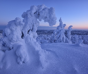 Zima, Drzewa, Świerki, Ośnieżone, Śnieg