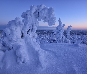 Śnieg, Drzewa, Ośnieżone, Świerki, Zima