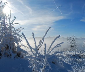 Krzewy, Trawy, Góry, Zaspy, Rośliny, Zima, Ośnieżone