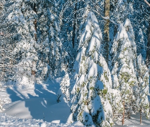Dzień, Słoneczny, Las, Zima, Drzewa, Śnieg