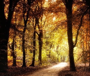 Jesień, Las, Droga, Żółte, Liście, Drzewa