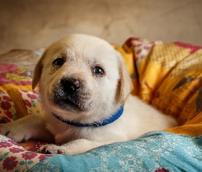 Szczeniak, Poduszka, Labrador retriever