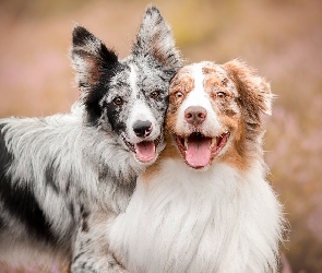 Owczarek australijski, Border collie