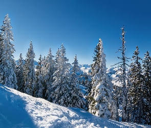 Zima, Wzgórze, Las, Drzewa