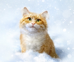 Śnieg, Zima, Rudy, Kot
