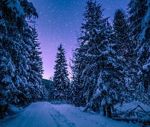 Śnieg, Gwiazdy, Noc, Drzewa, Zima