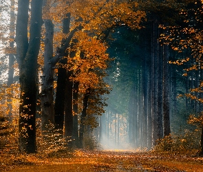 Las, Jesień, Drzewa, Promienie słońca, Droga