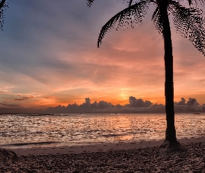 Bavaro, Punta Cana, Plaża, Dominikana, Tropiki, Kurort, Palmy
