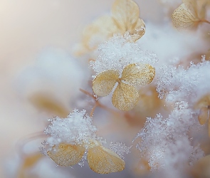 Kwiaty, Śnieg, Hortensja, Hortensji