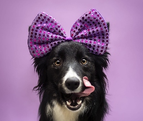 Border collie, Kokardka, Pies