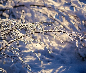 Oblodzone, Śnieg, Gałązki