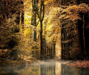 Las, Jesień, Droga, Kałuża, Drzewa, Woda