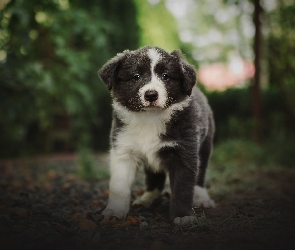 Pies, Border collie, Szczeniak