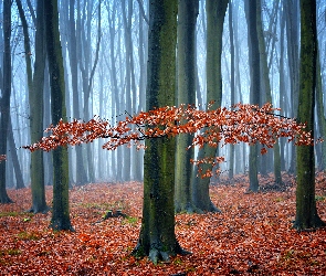 Jesień, Las, Liście, Opadłe, Brązowe, Drzewa