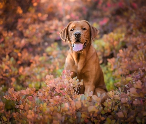 Labrador retriever, Liście, Jesienne, Krzewy, Pies