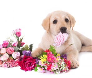 Labrador retriever, Szczeniak, Kwiaty, Pies