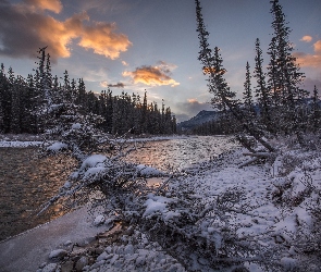 Rośliny, Góry, Park Narodowy Banff, Zima, Las, Kanada, Rzeka Bow River