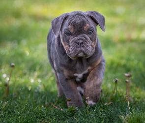 Buldog angielski, Trawa, Szczeniak