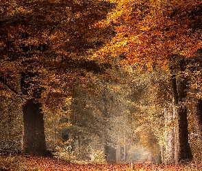 Las, Jesień, Droga, Liście, Żółte, Brązowe, Drzewa
