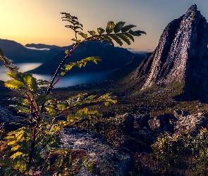 Roślina, Morze, Skały, Wschód słońca, Norwegia, Góra Segla, Góry, Wyspa Senja, Wyspa Senja