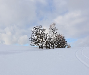 Ośnieżone, Pola, Ślady, Drzewa, Zima