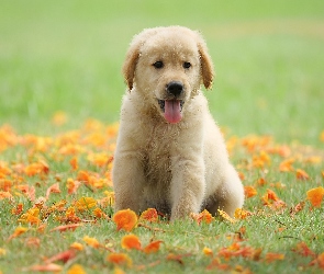 Golden retriever, Liście, Łąka, Jęzor, Szczeniak