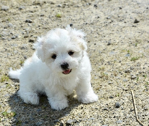 Biały, Coton de Tulear, Szczeniak, Pies