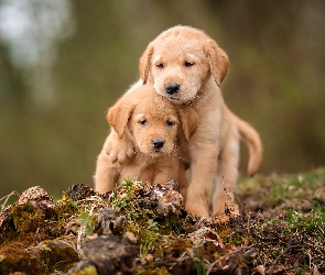 Szczeniaki, Golden retrievery, Dwa