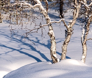 Zima, Śnieg, Cień, Drzewa, Brzozy, Zaspy