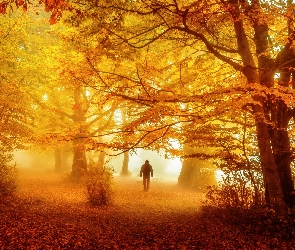 Jesień, Las, Mężczyzna, Drzewa, Mgła