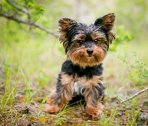 Trawa, Yorkshire terrier, Pies, Szczeniak