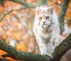 Kot, Gałęzie, Drzewo, Maine coon