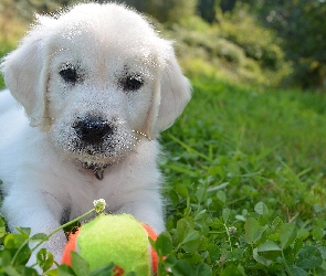 Szczeniak, Trawa, Piłeczka, Golden retriever, Biały