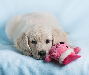 Pies, Maskotka, Golden retriever, Szczeniak, Biały