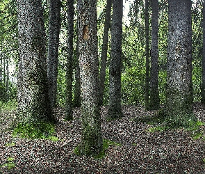 Las, Pnie, Drzewa, Zielone